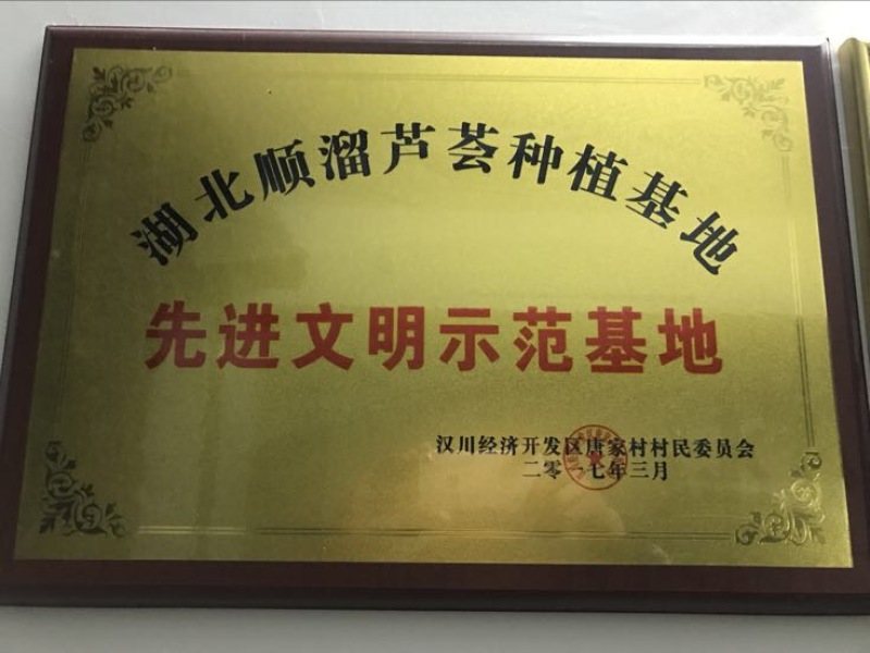 食用芦荟批发零售药用芦荟库拉索美容芦荟库拉索芦荟