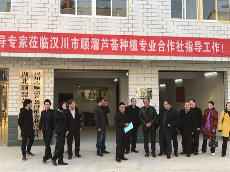 食用芦荟批发零售药用芦荟库拉索美容芦荟库拉索芦荟