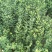 枸橘苗30~50cm自家种植培育，保证成活率