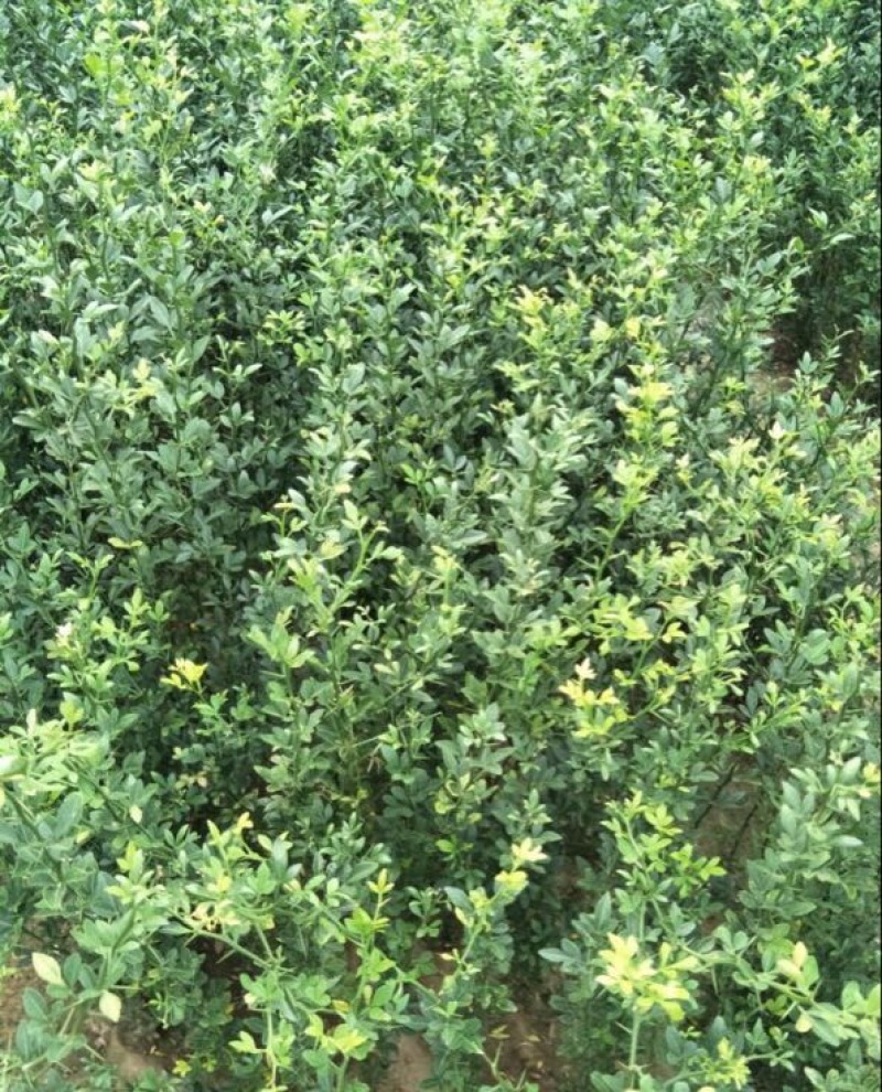 枸橘苗30~50cm自家种植培育，保证成活率