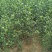 枸橘苗30~50cm自家种植培育，保证成活率