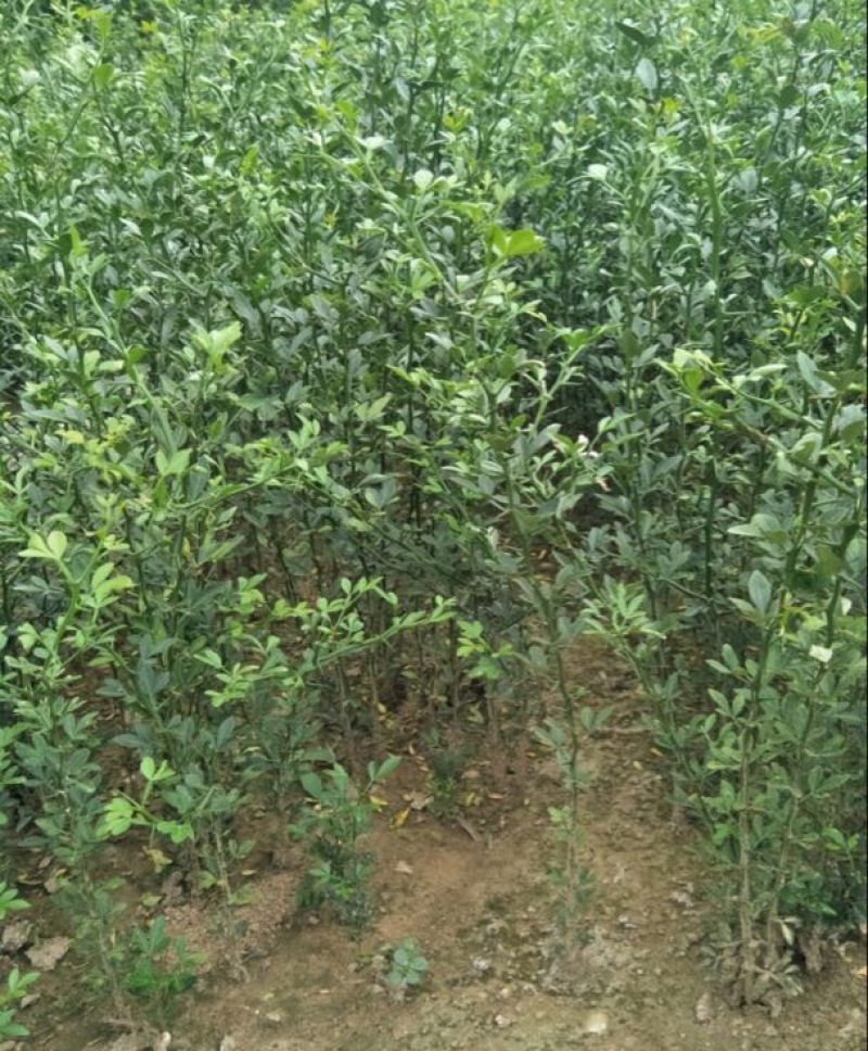 枸橘苗30~50cm自家种植培育，保证成活率