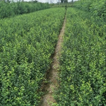 枸橘苗30~50cm自家种植培育，保证成活率