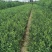 枸橘苗30~50cm自家种植培育，保证成活率