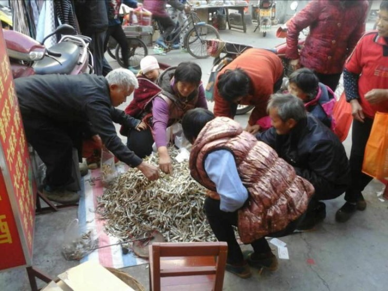 刁子鱼
