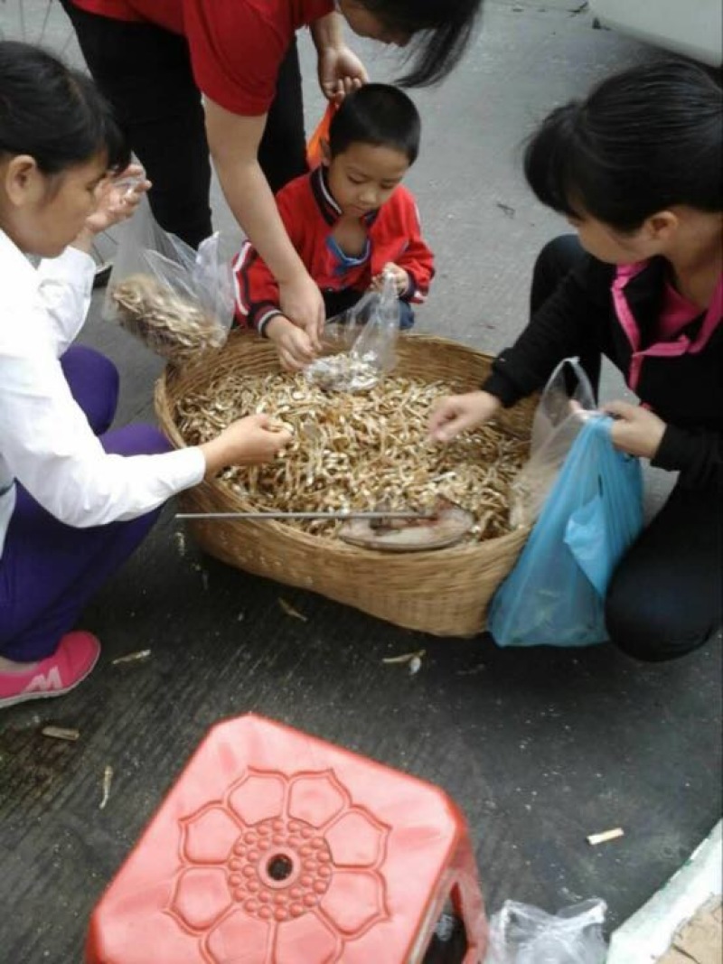 刁子鱼