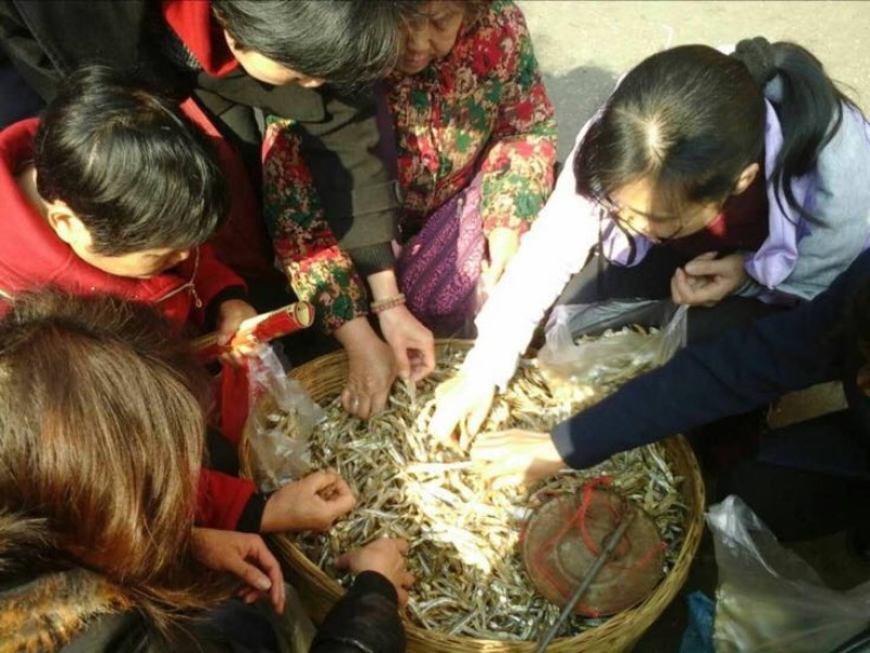 刁子鱼