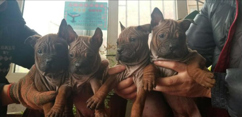 重庆地区长期繁殖大中小川东猎犬杜高马犬黑狼比特出售