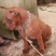 重庆地区长期繁殖大中小川东猎犬杜高马犬黑狼比特出售