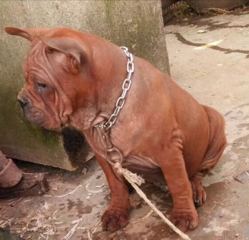 重庆地区长期繁殖大中小川东猎犬杜高马犬黑狼比特出售