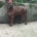 重庆地区长期繁殖大中小川东猎犬杜高马犬黑狼比特出售