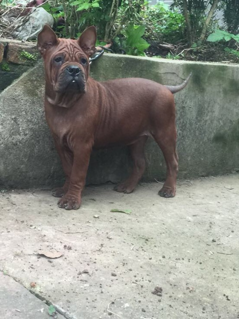 重庆地区长期繁殖大中小川东猎犬杜高马犬黑狼比特出售