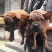 重庆地区长期繁殖大中小川东猎犬杜高马犬黑狼比特出售