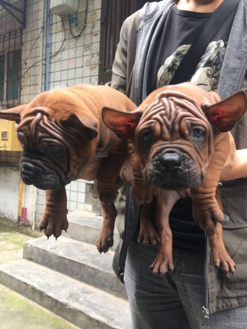 重庆地区长期繁殖大中小川东猎犬杜高马犬黑狼比特出售