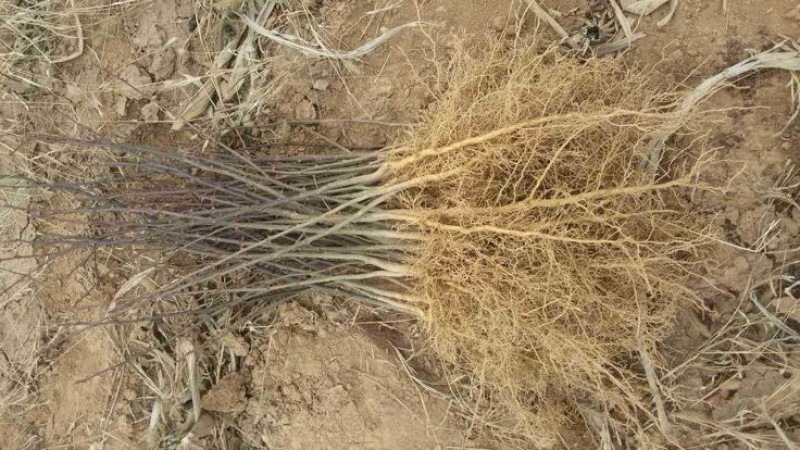 花椒苗大红袍花椒苗价格，量大價格優惠，量少支持走快遞