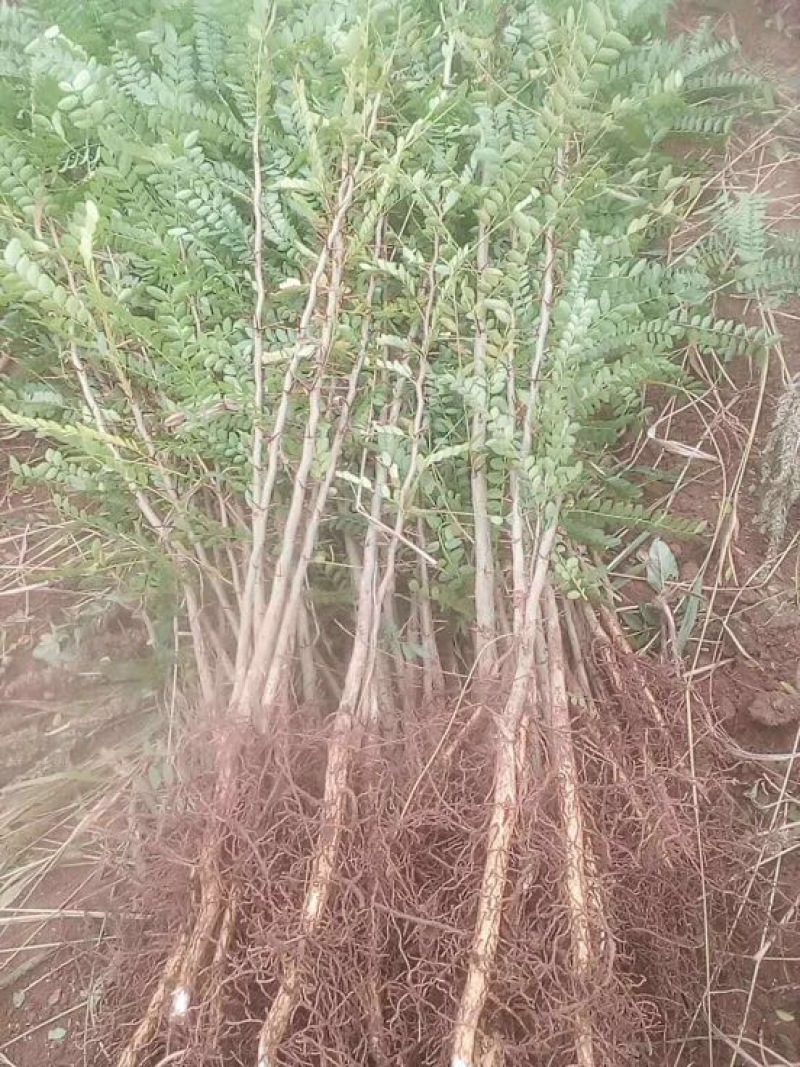 花椒苗大红袍花椒苗价格，量大價格優惠，量少支持走快遞