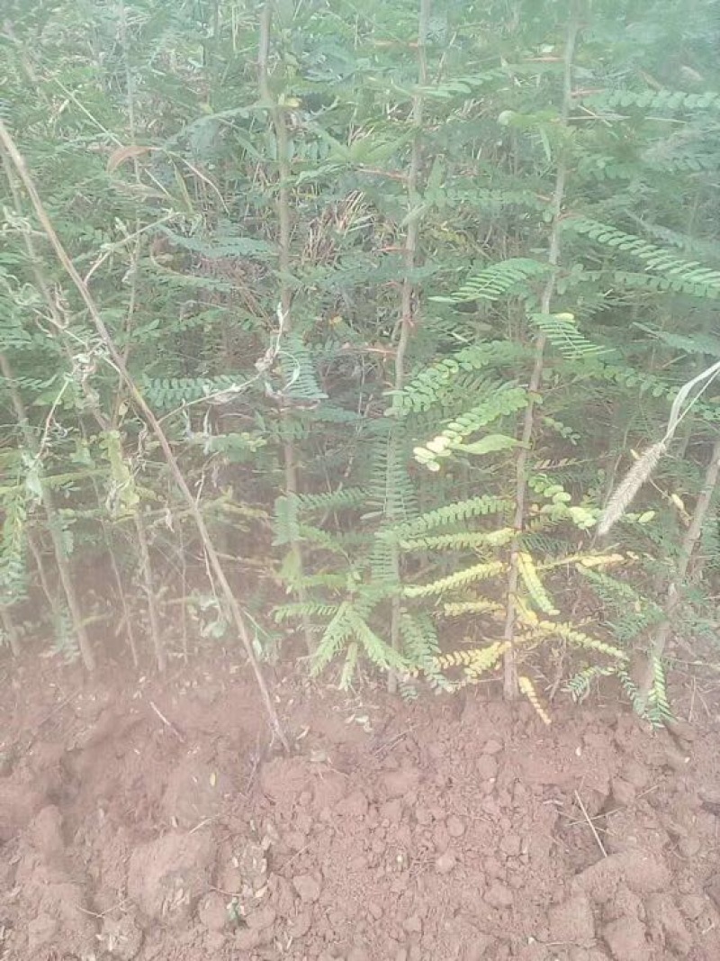 花椒苗大红袍花椒苗价格，量大價格優惠，量少支持走快遞