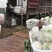白面青梗松花菜2~3斤散花乳白