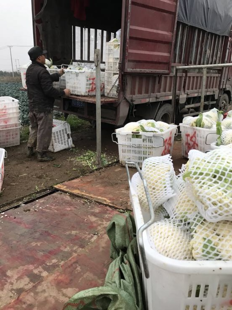 白面青梗松花菜2~3斤散花乳白