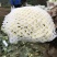 白面青梗松花菜2~3斤散花乳白