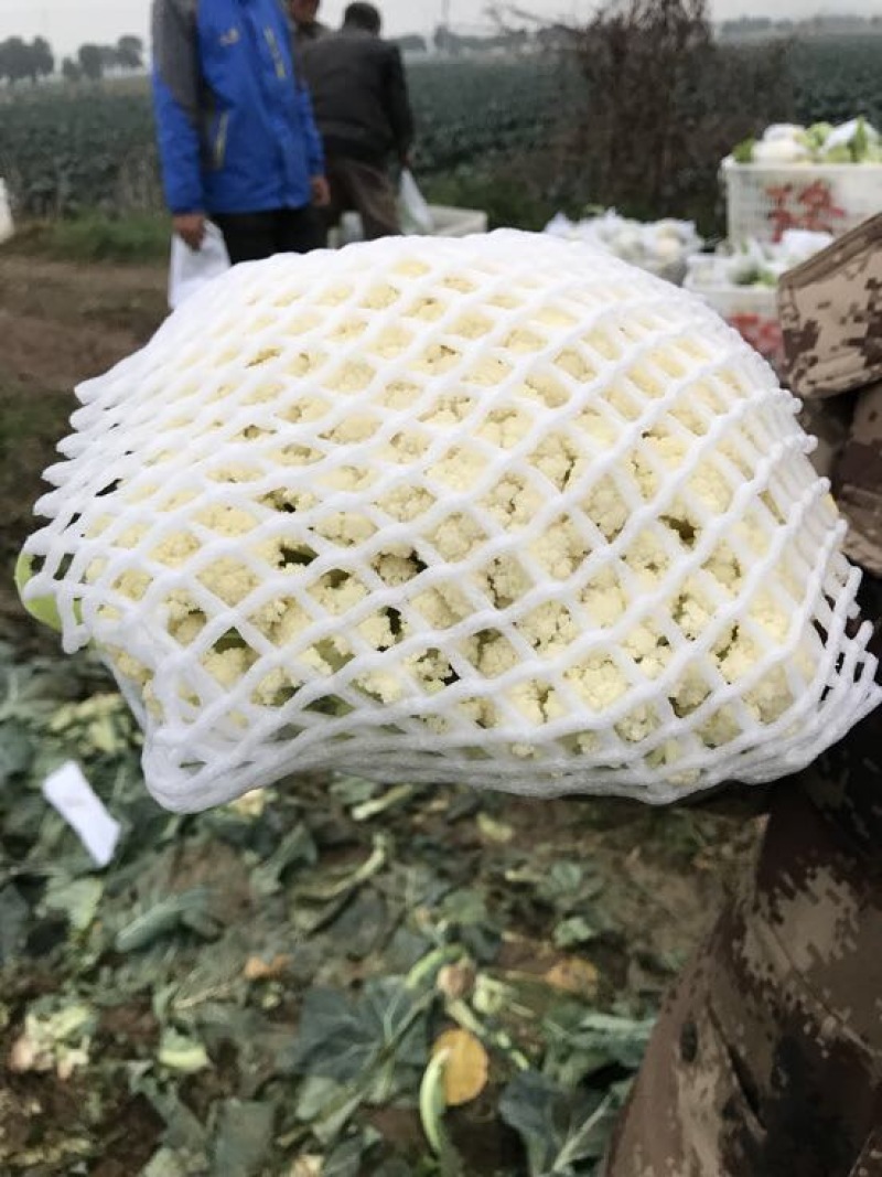 白面青梗松花菜2~3斤散花乳白