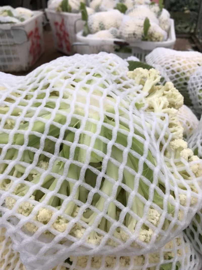 白面青梗松花菜2~3斤散花乳白