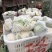 白面青梗松花菜2~3斤散花乳白