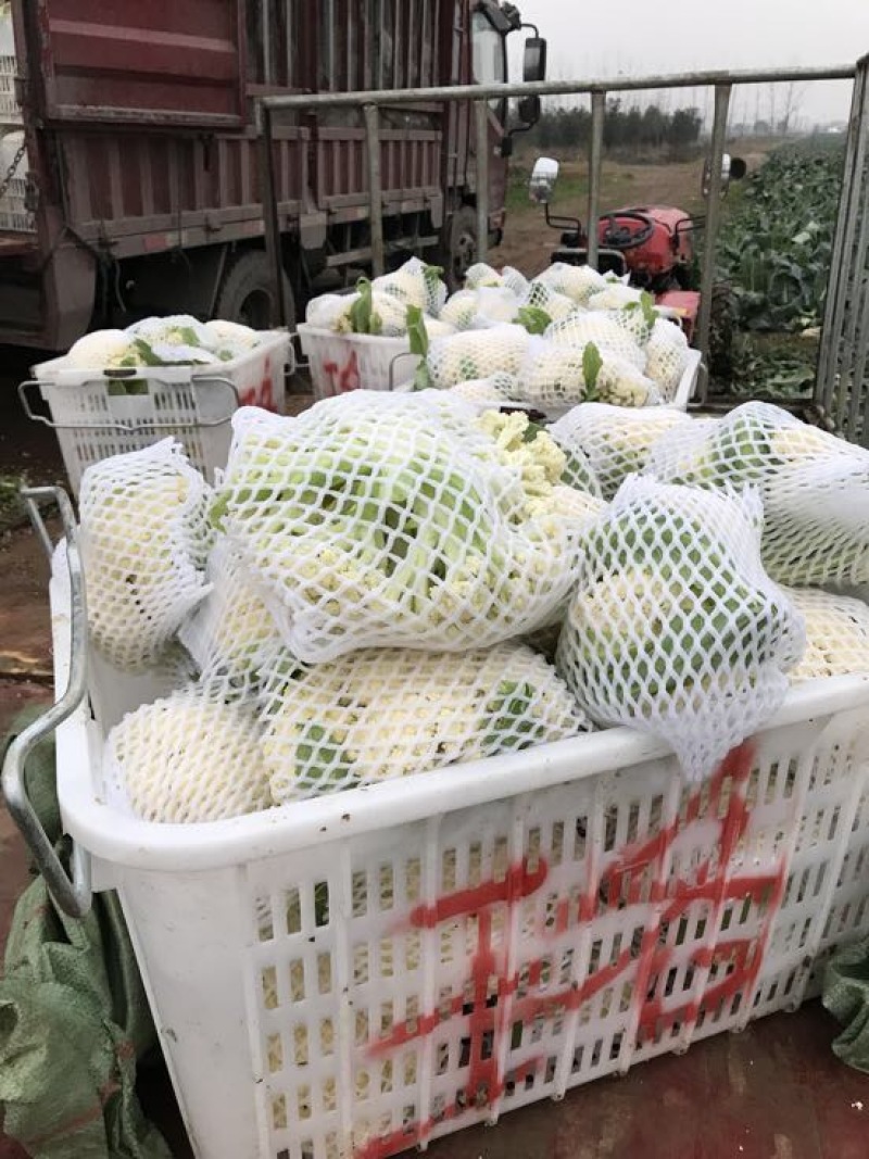 白面青梗松花菜2~3斤散花乳白