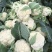 白面青梗松花菜2~3斤散花乳白