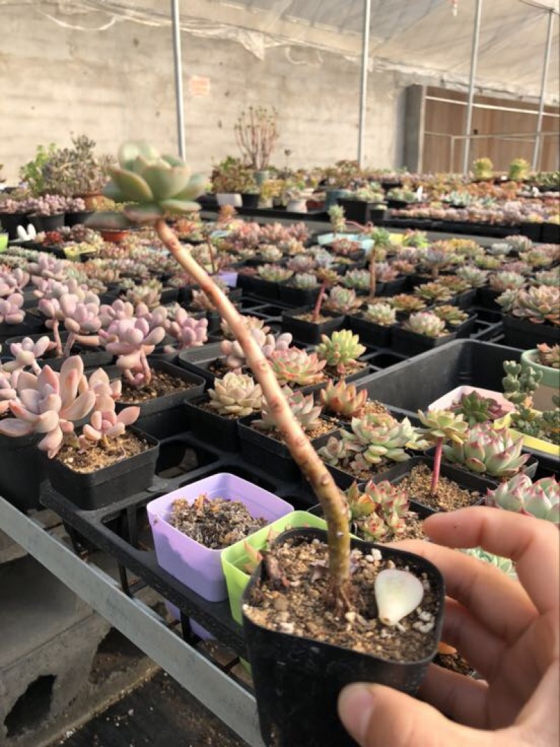 多肉植物不含盆