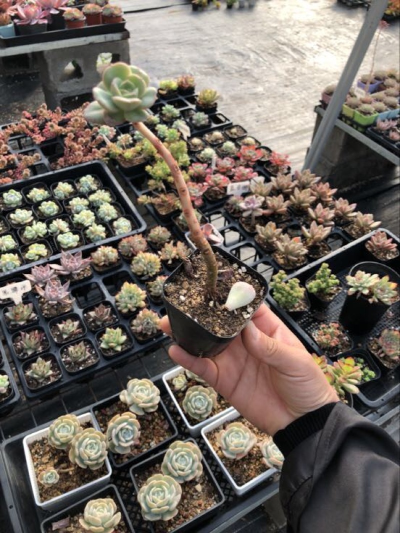 多肉植物不含盆
