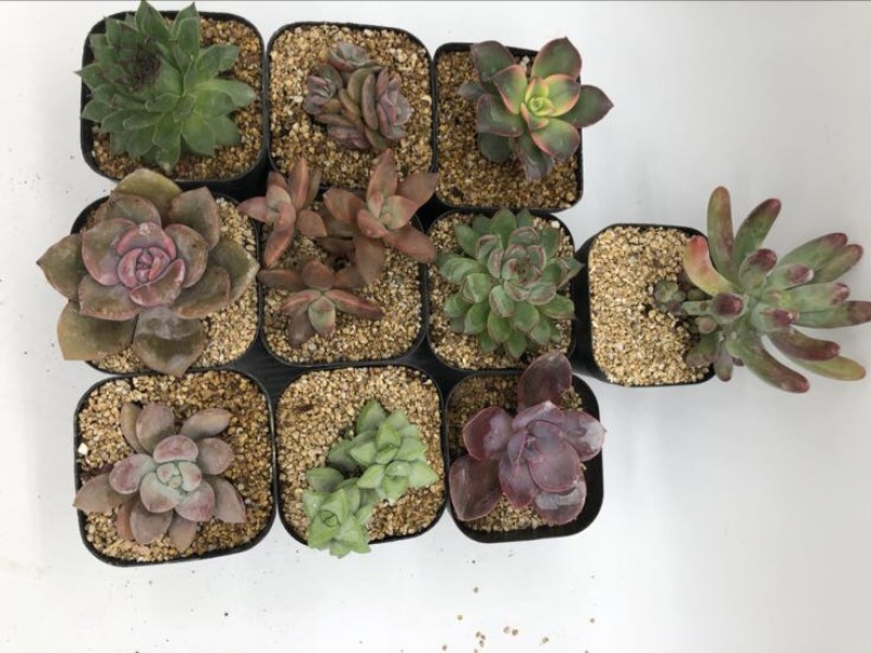 多肉植物不含盆