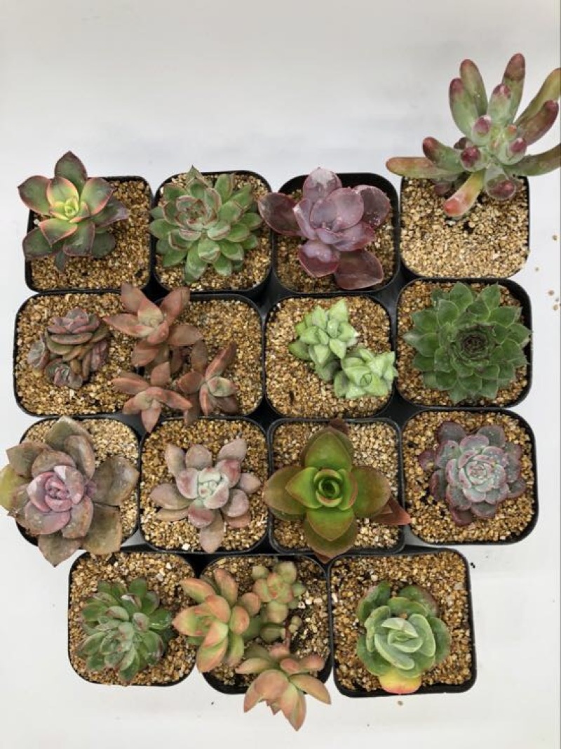 多肉植物不含盆