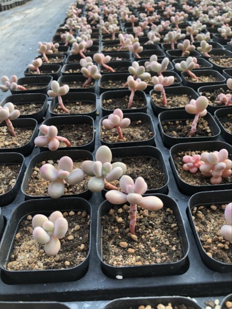 多肉植物不含盆
