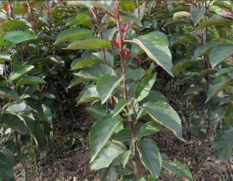 红富士苹果树苗70~80cm