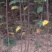 红富士苹果树苗70~80cm