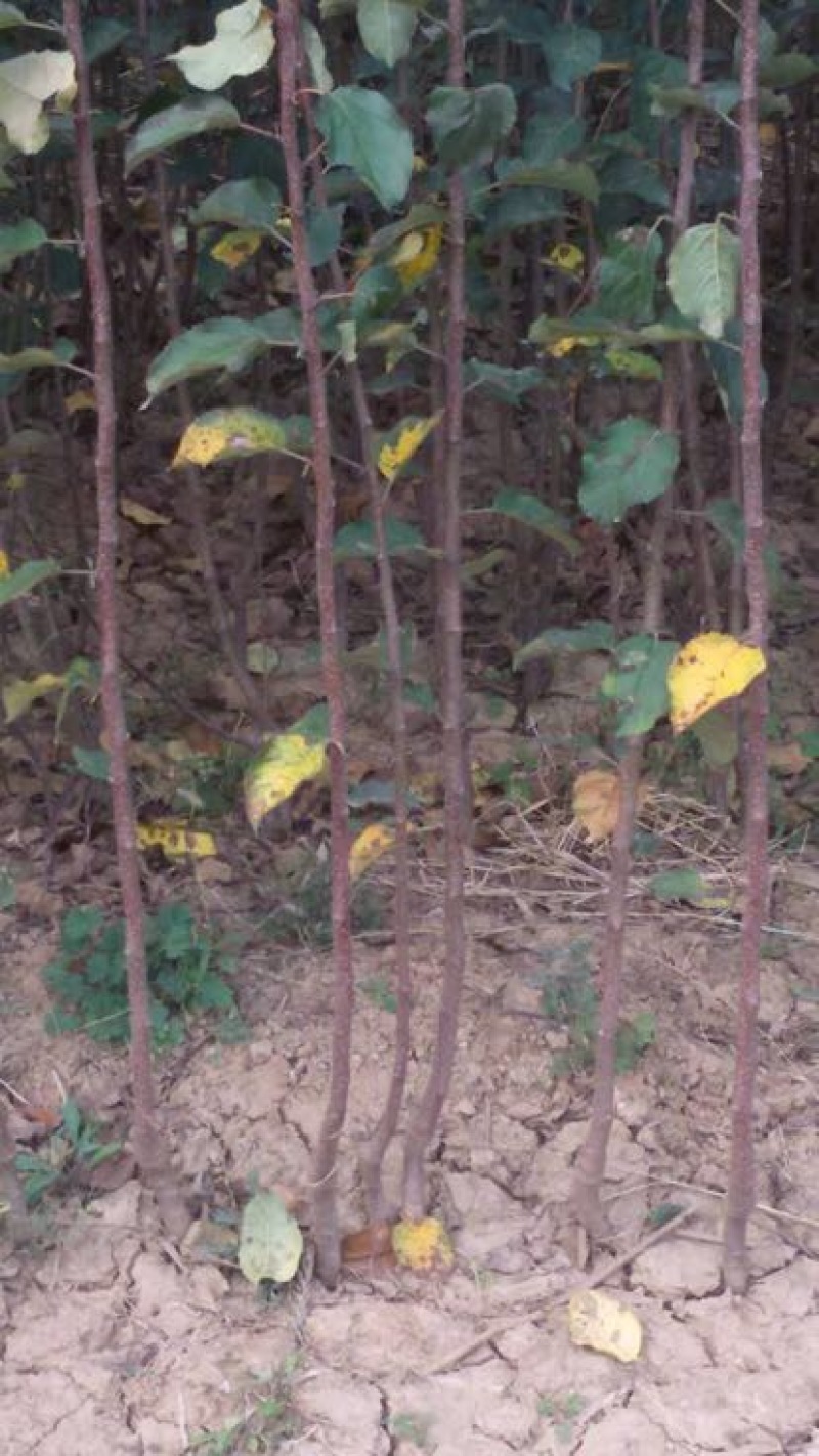 红富士苹果树苗70~80cm