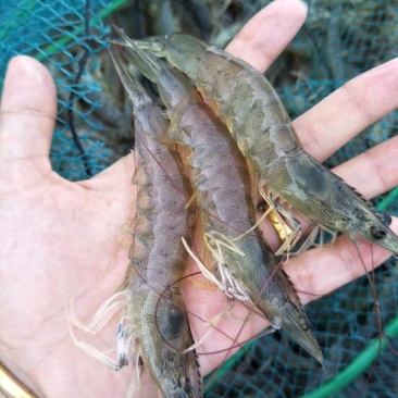 虾干海水虾