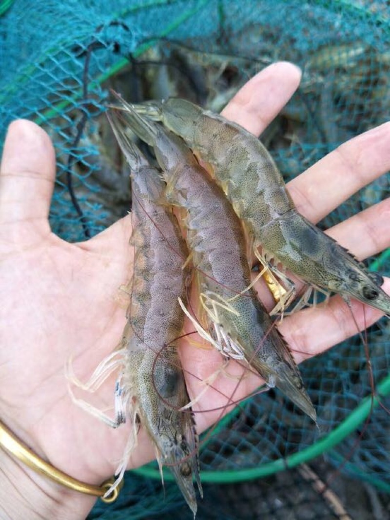 虾干海水虾