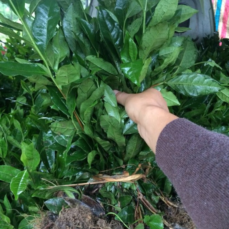 茶叶树苗，绿茶白茶黄金芽