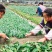 茶叶树苗，绿茶白茶黄金芽