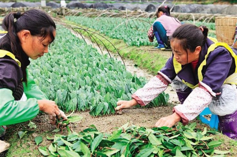 茶叶树苗，绿茶白茶黄金芽