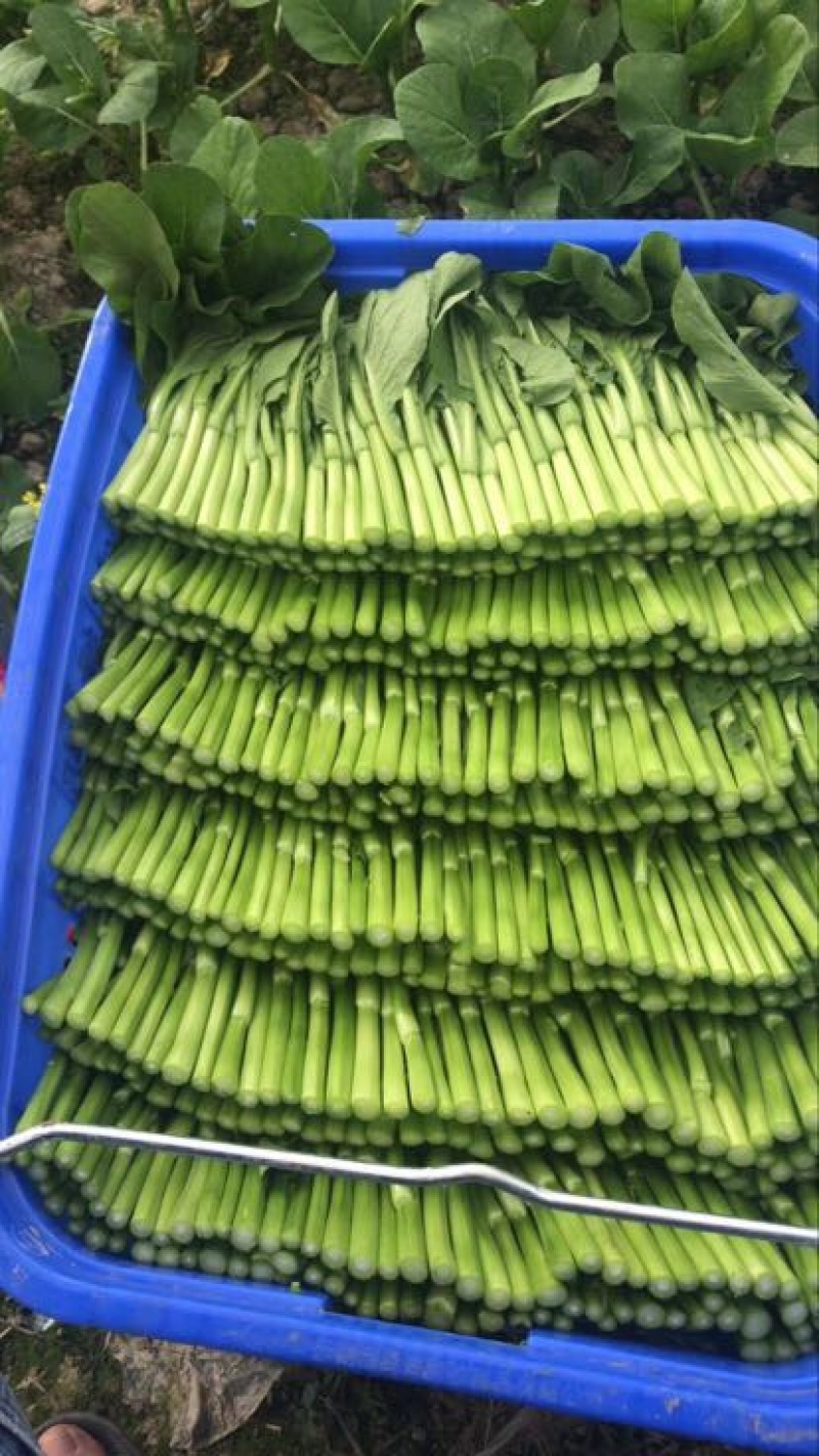 菜苔10~15cm