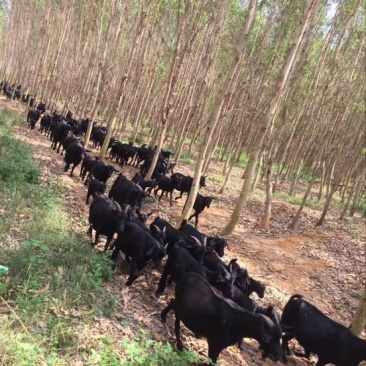 黑山羊种羊30~50斤