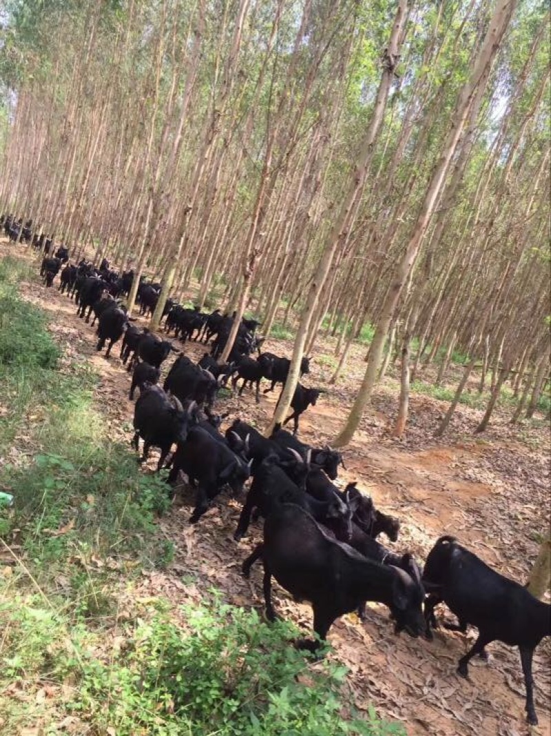 黑山羊种羊30~50斤