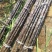黑皮甘蔗6~8斤5~6cm2~2.5米