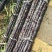 黑皮甘蔗6~8斤5~6cm2~2.5米