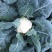 白面青梗松花菜2~3斤散花乳白