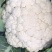 白面青梗松花菜2~3斤散花乳白