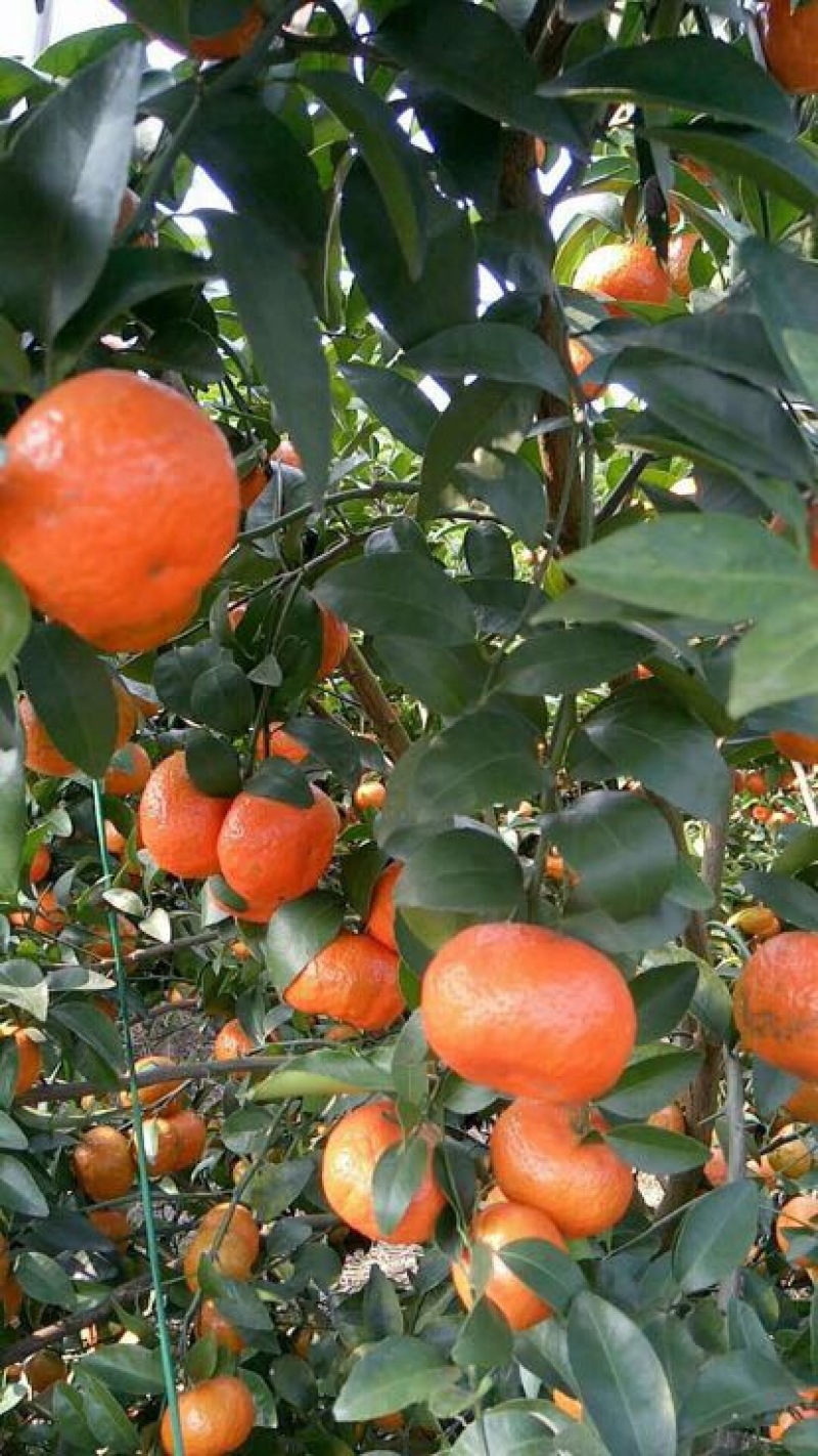 沙糖桔一级4~5cm